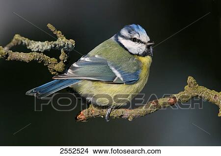Picture - Close-up of Blue Tit (Cyanistes caeruleus) perching on branch . Fotosearch