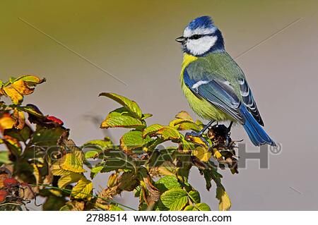 Close-up of Blue Tit (Cyanistes caeruleus) perching on tree View Large Photo Image Picture - Close-up of Blue Tit (Cyanistes caeruleus) perching on tree . Fotosearch