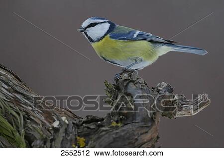 Close-up of Blue Tit (Cyanistes caeruleus) perching on branch View Large Photo Image Stock Image - Close-up of Blue Tit (Cyanistes caeruleus) perching on branch . Fotosearch