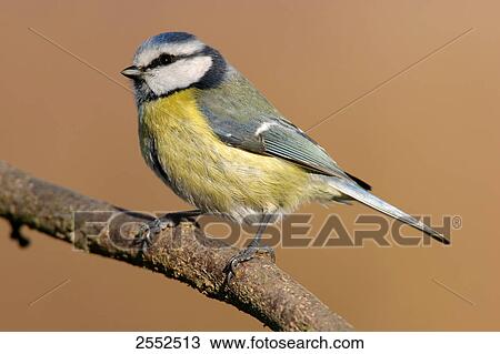 Close-up of Blue Tit (Cyanistes caeruleus) perching on branch View Large Photo Image Stock Image - Close-up of Blue Tit (Cyanistes caeruleus) perching on branch . Fotosearch