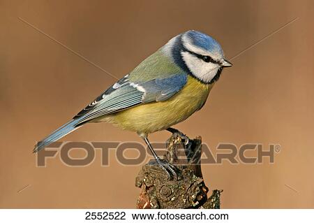 Stock Image - Close-up of Blue Tit (Cyanistes caeruleus) perching on branch . Fotosearch