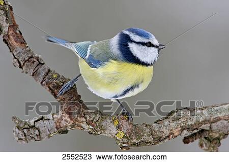 Close-up of Blue Tit (Cyanistes caeruleus) perching on branch View Large Photo Image Stock Image - Close-up of Blue Tit (Cyanistes caeruleus) perching on branch . Fotosearch