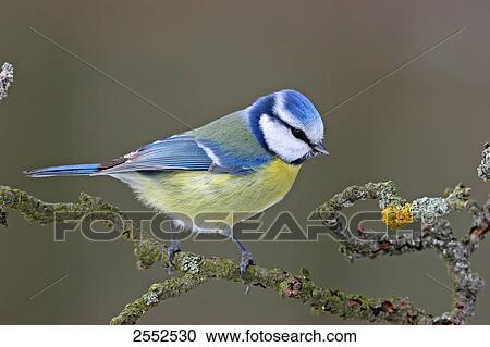 Stock Image - Close-up of Blue Tit (Cyanistes caeruleus) perching on branch . Fotosearch