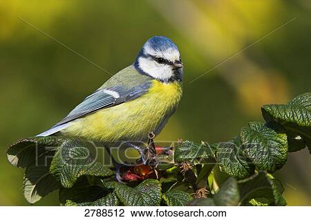 Stock Image - Close-up of Blue Tit (Cyanistes caeruleus) perching on tree . Fotosearch