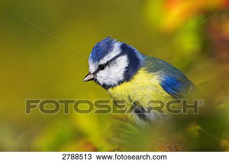 Stock Image - Close-up of Blue Tit (Cyanistes caeruleus) perching on tree . Fotosearch