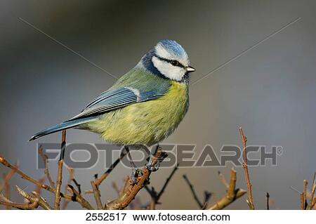 Close-up of Blue Tit (Cyanistes caeruleus) perching on stem View Large Photo Image Stock Photo - Close-up of Blue Tit (Cyanistes caeruleus) perching on stem . Fotosearch