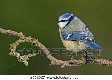 Stock Photo - Close-up of Blue Tit (Cyanistes caeruleus) perching on branch . Fotosearch