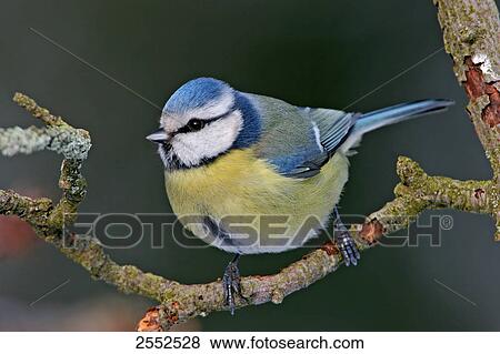 Stock Photo - Close-up of Blue Tit (Cyanistes caeruleus) perching on branch . Fotosearch