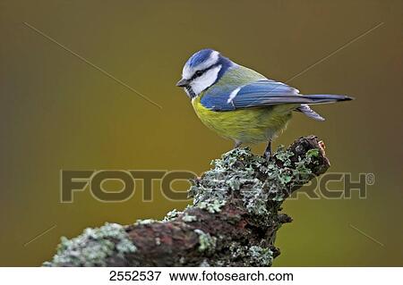 Stock Photo - Close-up of Blue Tit (Cyanistes caeruleus) perching on branch . Fotosearch