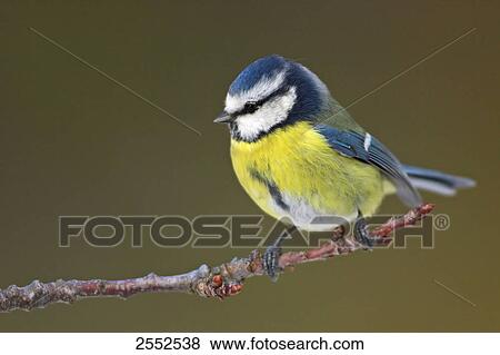 Stock Photo - Close-up of Blue Tit (Cyanistes caeruleus) perching on branch . Fotosearch