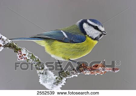 Stock Photo - Close-up of Blue Tit (Cyanistes caeruleus) perching on branch . Fotosearch