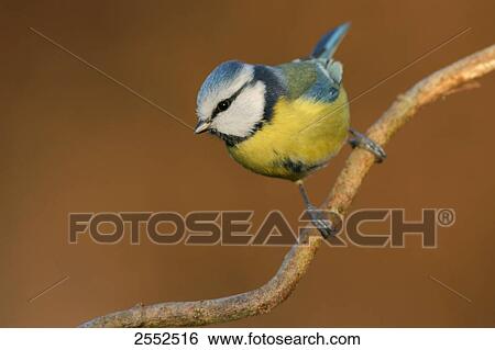 Stock Photograph - Close-up of Blue Tit (Cyanistes caeruleus) perching on branch . Fotosearch