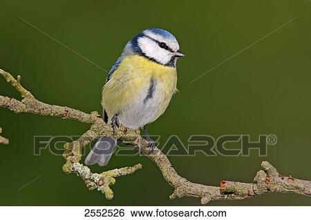 Stock Photograph - Close-up of Blue Tit (Cyanistes caeruleus) perching on branch . Fotosearch