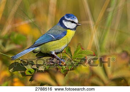 Stock Photograph - Close-up of Blue Tit (Cyanistes caeruleus) perching on tree . Fotosearch