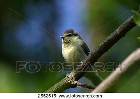 Stock Photography - Close-up of Blue Tit (Cyanistes caeruleus) perching on branch . Fotosearch