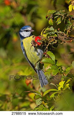 Close-up of Blue Tit (Cyanistes caeruleus) perching on tree View Large Photo Image Stock Photography - Close-up of Blue Tit (Cyanistes caeruleus) perching on tree . Fotosearch