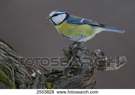 Stock Photo - Close-up of Blue Tit (Parus Caeruleus) perching on branch . Fotosearch