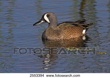 Picture - Close-up of Blue-winged Teal (Anas discors) duck swimming in lake . Fotosearch