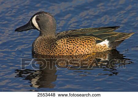 Close-up of Blue-winged Teal (Anas discors) duck swimming in lake View Large Photo Image Stock Photo - Close-up of Blue-winged Teal (Anas discors) duck swimming in lake . Fotosearch