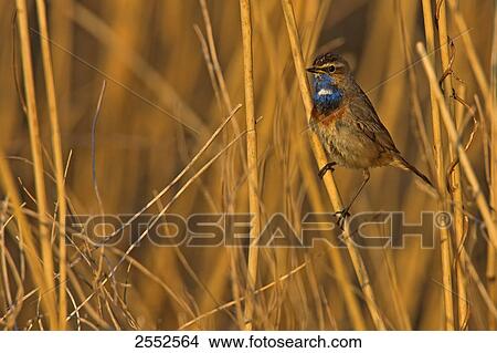 Close-up of Bluethroat (Luscinia svecica) perching on twig View Large Photo Image Picture - Close-up of Bluethroat (Luscinia svecica) perching on twig . Fotosearch