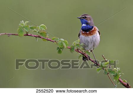 Stock Image - Close-up of Bluethroat (Luscinia svecica) perching on stem . Fotosearch