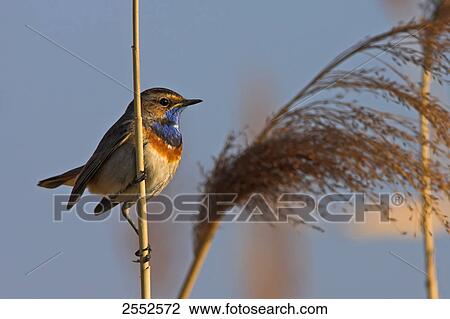 Stock Image - Close-up of Bluethroat (Luscinia svecica) perching on reed . Fotosearch