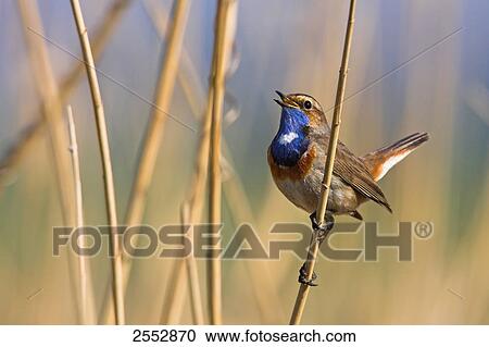 Stock Image - Close-up of Bluethroat (Luscinia svecica) perching on reed . Fotosearch