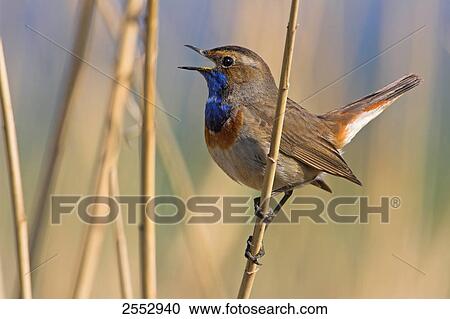 Stock Image - Close-up of Bluethroat (Luscinia svecica) perching on reed . Fotosearch