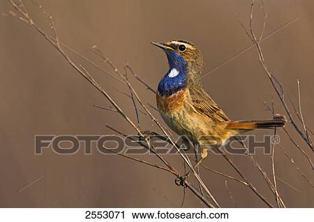 Close-up of Bluethroat (Luscinia svecica) perching on twig View Large Photo Image Stock Image - Close-up of Bluethroat (Luscinia svecica) perching on twig . Fotosearch