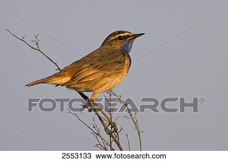 Close-up of Bluethroat (Luscinia svecica) perching on twig View Large Photo Image Stock Image - Close-up of Bluethroat (Luscinia svecica) perching on twig . Fotosearch