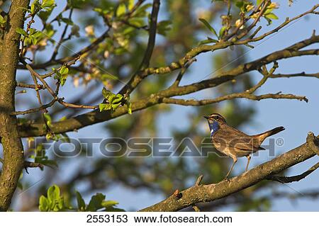 Close-up of Bluethroat (Luscinia svecica) perching on branch View Large Photo Image Stock Image - Close-up of Bluethroat (Luscinia svecica) perching on branch . Fotosearch