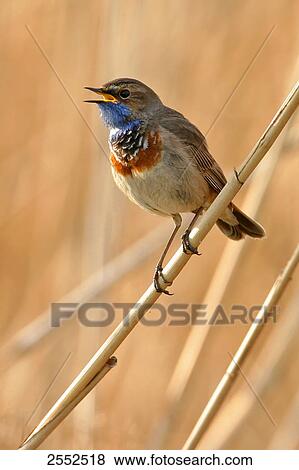 Stock Photo - Close-up of Bluethroat (Luscinia svecica) perching on twig . Fotosearch