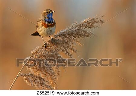 Close-up of Bluethroat (Luscinia svecica) perching on reed View Large Photo Image Stock Photo - Close-up of Bluethroat (Luscinia svecica) perching on reed . Fotosearch