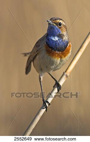 Close-up of Bluethroat (Luscinia svecica) perching on reed View Large Photo Image Stock Photo - Close-up of Bluethroat (Luscinia svecica) perching on reed . Fotosearch