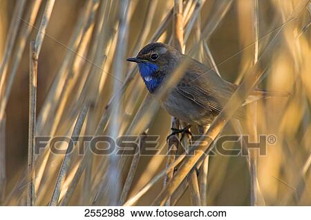 Close-up of Bluethroat (Luscinia svecica) perching on reed View Large Photo Image Stock Photo - Close-up of Bluethroat (Luscinia svecica) perching on reed . Fotosearch