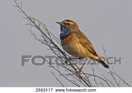 Close-up of Bluethroat (Luscinia svecica) perching on twig View Large Photo Image Stock Photo - Close-up of Bluethroat (Luscinia svecica) perching on twig . Fotosearch