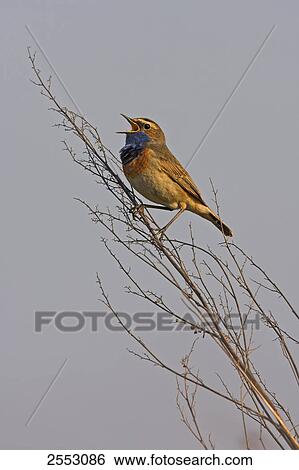 Stock Photograph - Close-up of Bluethroat (Luscinia svecica) perching on twig . Fotosearch