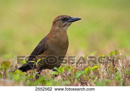 Close-up of Boat-tailed Grackle (Quiscalus major) in field View Large Photo Image Stock Image - Close-up of Boat-tailed Grackle (Quiscalus major) in field . Fotosearch