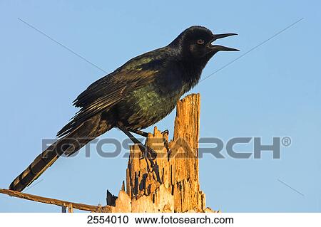 Close-up of Boat-tailed Grackle (Quiscalus major) perching on tree stump View Large Photo Image Stock Image - Close-up of Boat-tailed Grackle (Quiscalus major) perching on tree stump . Fotosearch