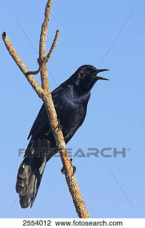 Stock Image - Close-up of Boat-tailed Grackle (Quiscalus major) perching on branch . Fotosearch