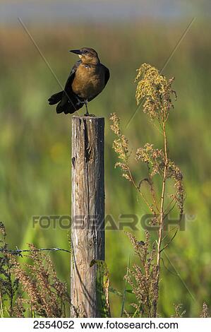 Close-up of Boat-tailed Grackle (Quiscalus major) on wooden post View Large Photo Image Stock Image - Close-up of Boat-tailed Grackle (Quiscalus major) on wooden post . Fotosearch