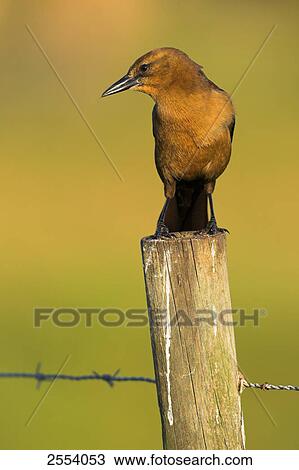 Stock Image - Close-up of Boat-tailed Grackle (Quiscalus major) on wooden post . Fotosearch