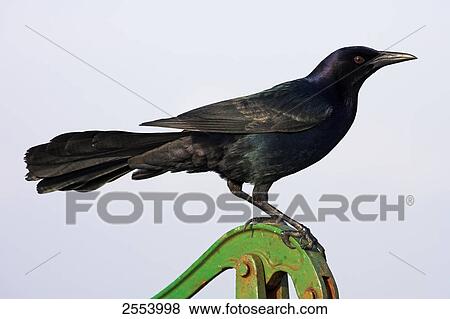 Close-up of Boat-tailed Grackle (Quiscalus major) perching on hand pump View Large Photo Image Stock Photo - Close-up of Boat-tailed Grackle (Quiscalus major) perching on hand pump . Fotosearch