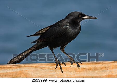Stock Photo - Close-up of Boat-tailed Grackle (Quiscalus major) perching on fence . Fotosearch