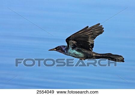Stock Photo - Close-up of Boat-tailed Grackle (Quiscalus major) in flight . Fotosearch