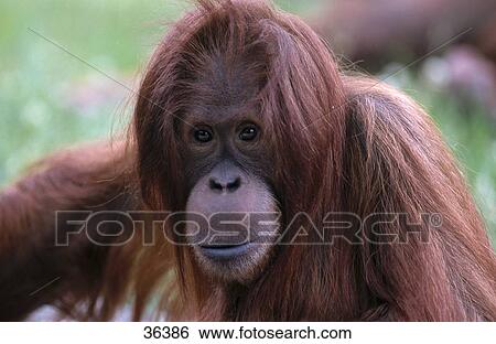 Close-up of Bornean Orangutan (Pongo pygmaeus), Germany View Large Photo Image Stock Photograph - Close-up of Bornean Orangutan (Pongo pygmaeus), Germany . Fotosearch