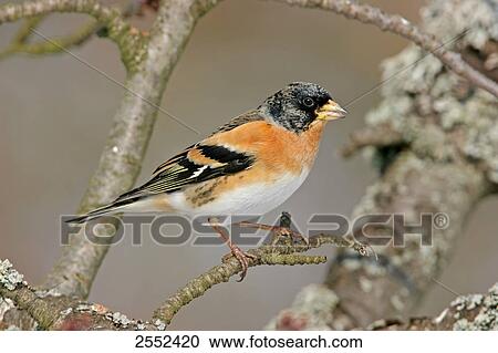 Close-up of Brambling (Fringilla montifringilla) bird perching on branch View Large Photo Image Stock Image - Close-up of Brambling (Fringilla montifringilla) bird perching on branch . Fotosearch