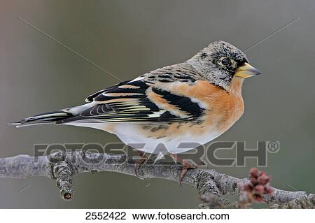 Stock Image - Close-up of Brambling (Fringilla montifringilla) bird perching on branch . Fotosearch