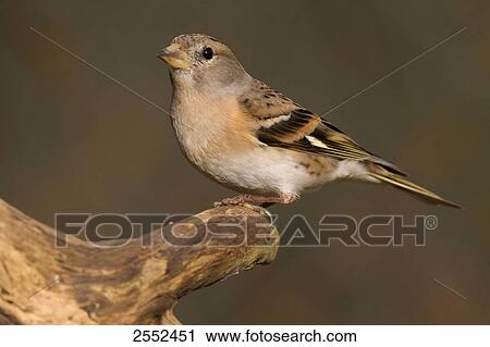Close-up of Brambling (Fringilla montifringilla) perching on branch View Large Photo Image Stock Image - Close-up of Brambling (Fringilla montifringilla) perching on branch . Fotosearch