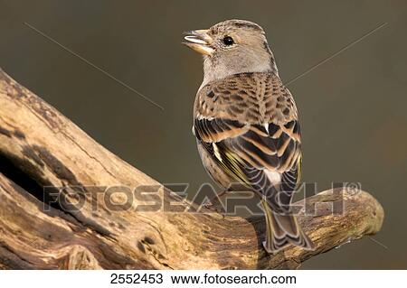 Close-up of Brambling (Fringilla montifringilla) perching on branch View Large Photo Image Stock Image - Close-up of Brambling (Fringilla montifringilla) perching on branch . Fotosearch